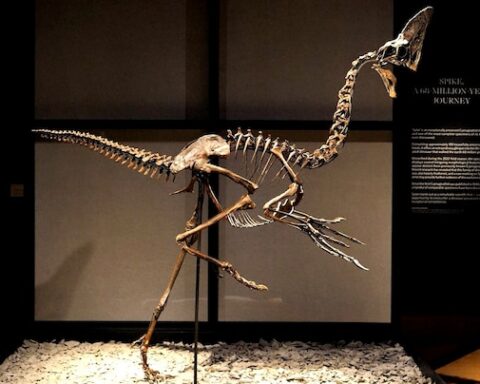 Dino-veiling: 4 tot 6 miljoen euro verwacht voor skelet van 'nieuwe' vogelachtige