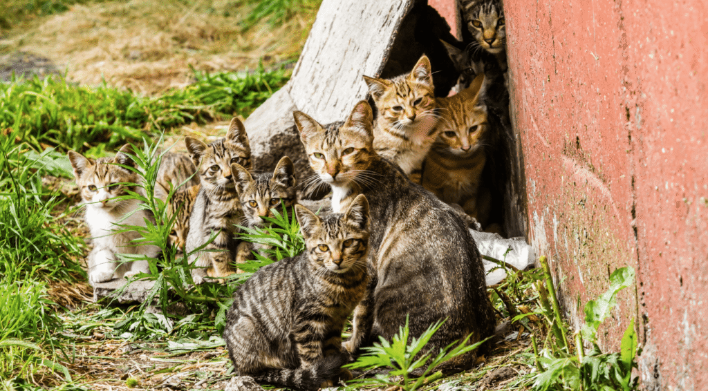 Eerste bevestigde gevallen van kittens die overlijden door vogelgriep in Nederland