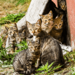 Eerste bevestigde gevallen van kittens die overlijden door vogelgriep in Nederland