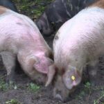 Flevoland zet varkens in voor bestrijding van de reuzenberenklauw in Almere