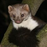 Friesland krijgt toestemming om 250 steenmarters te doden ter bescherming van weidevogels