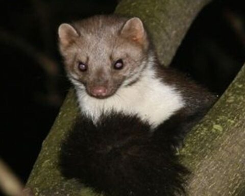 Friesland krijgt toestemming om 250 steenmarters te doden ter bescherming van weidevogels