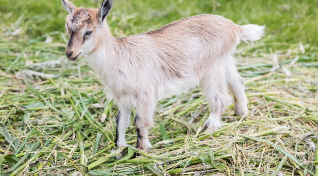 Geit met kromme poten gered door zeldzame orthopedische operatie in Noord-Holland