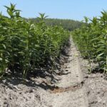 Gemeente Westerveld stelt tijdelijk sierteeltverbod in na zorgen over bestrijdingsmiddelen