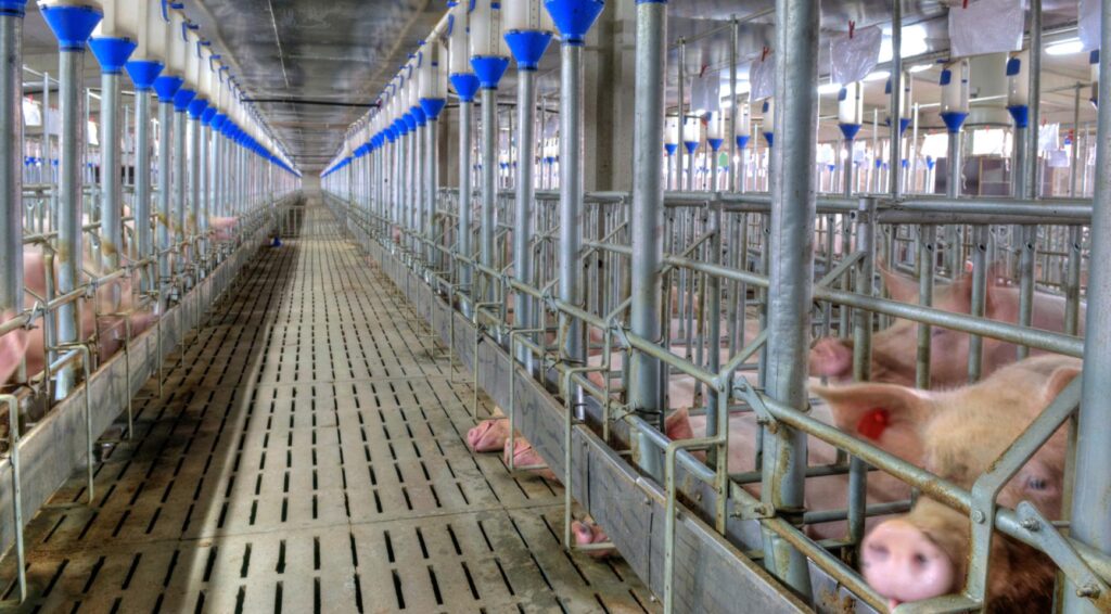 Groei van de Nederlandse voedselindustrie vertraagt door daling in zuivel en vleessectoren