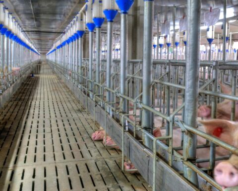 Groei van de Nederlandse voedselindustrie vertraagt door daling in zuivel en vleessectoren