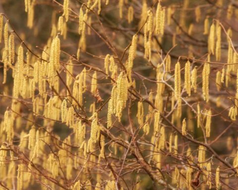 Hazelaars bloeien eerder dan ooit, wat zorgen om hooikoorts oproept
