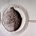 Kamermeerderheid bereikt voor het kweken van embryo's voor onderzoek