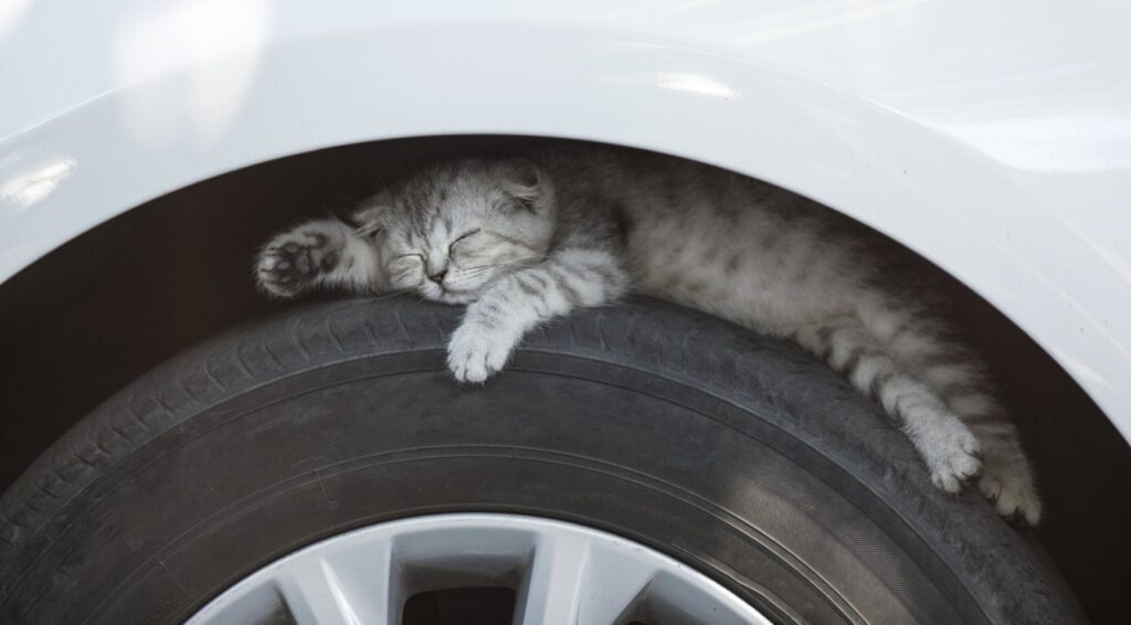 Kat gered uit motorruimte auto na 70 kilometer rit in Purmerend