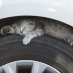 Kat gered uit motorruimte auto na 70 kilometer rit in Purmerend
