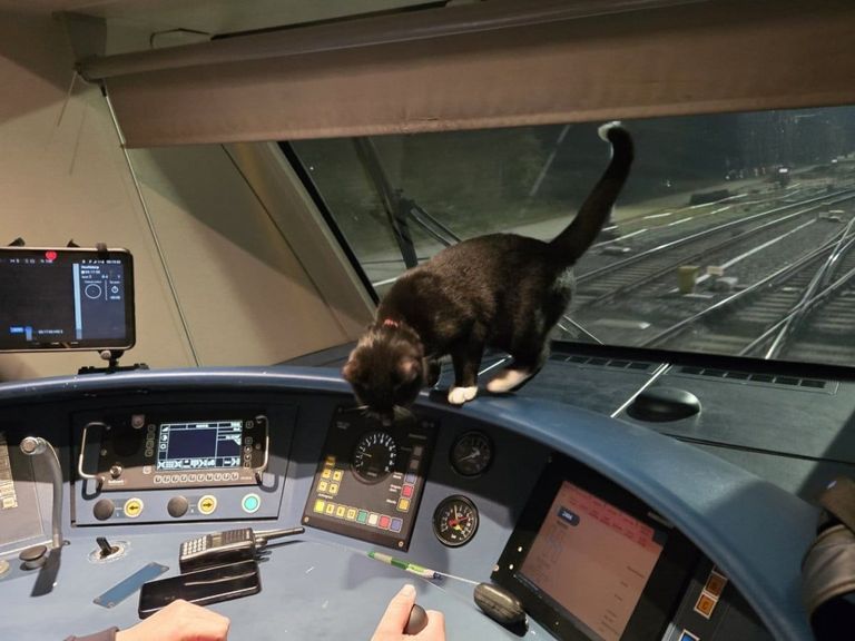 Kater Jack maakt onverwachte reis naar Schiphol op eerste kerstdag