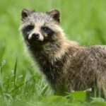 Limburg doodt bijna 250 wasberen terwijl populatie rond 100 dieren schommelt