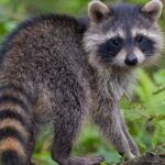 Limburg heeft moeite met bestrijding van invasieve wasbeer populatie