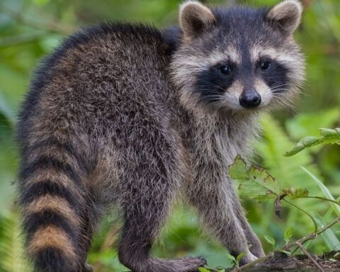 Limburg heeft moeite met bestrijding van invasieve wasbeer populatie
