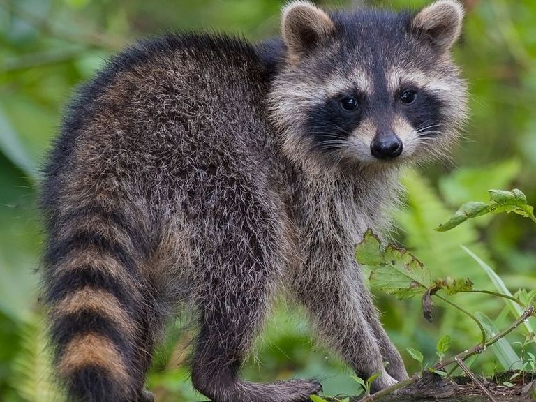 Limburg heeft moeite met bestrijding van invasieve wasbeer populatie