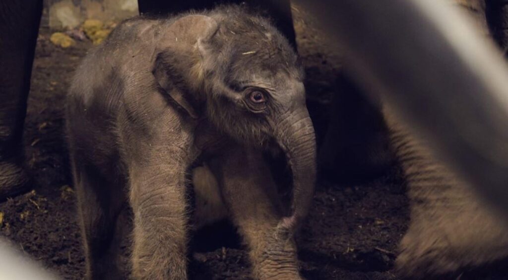Mannelijke Aziatische olifantenkalf geboren in Artis Zoo Amsterdam; publiek kan naam kiezen