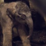 Mannelijke Aziatische olifantenkalf geboren in Artis Zoo Amsterdam; publiek kan naam kiezen