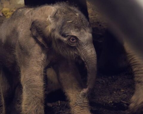 Mannelijke Aziatische olifantenkalf geboren in Artis Zoo Amsterdam; publiek kan naam kiezen