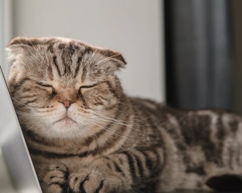 Meer dan 20 nieuwe regels van kracht vanaf 1 januari, waaronder verhoging van het minimumloon en dierenregels