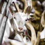 Nieuw onderzoek bevestigt hogere longontsteking-gevallen bij omwonenden van geitenstal