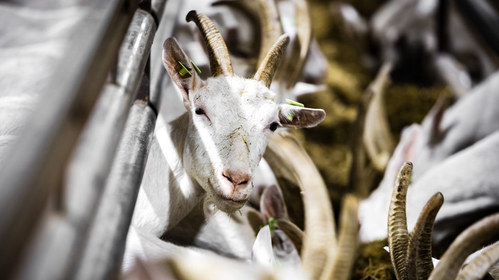 Nieuw onderzoek bevestigt hogere longontsteking-gevallen bij omwonenden van geitenstal