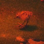 Nieuw onderzoek onderzoekt overlevingskansen van gruttokuikens in verschillende landschappen