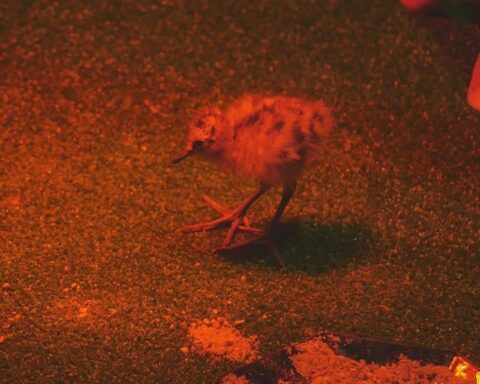 Nieuw onderzoek onderzoekt overlevingskansen van gruttokuikens in verschillende landschappen
