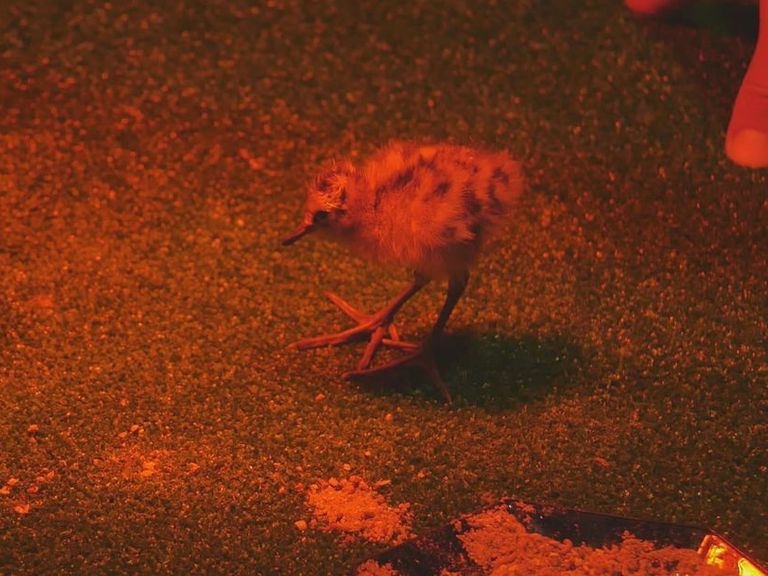 Nieuw onderzoek onderzoekt overlevingskansen van gruttokuikens in verschillende landschappen