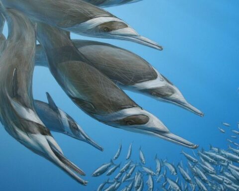 Nieuwe dolfijnsoort ontdekt in Westerschelde: Flandriacetus gijseni, fossielen al eeuwen geleden uitgestorven