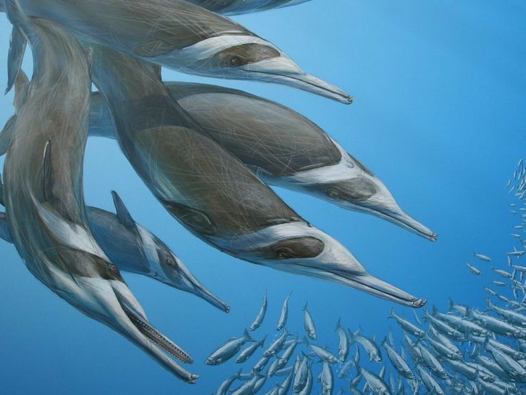 Nieuwe dolfijnsoort ontdekt in Westerschelde: Flandriacetus gijseni, fossielen al eeuwen geleden uitgestorven