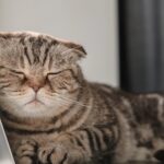 Nieuwe regels vanaf 1 januari: Stijging van het minimumloon, uitbreiding van woningtoeslag, bepaalde katten verboden