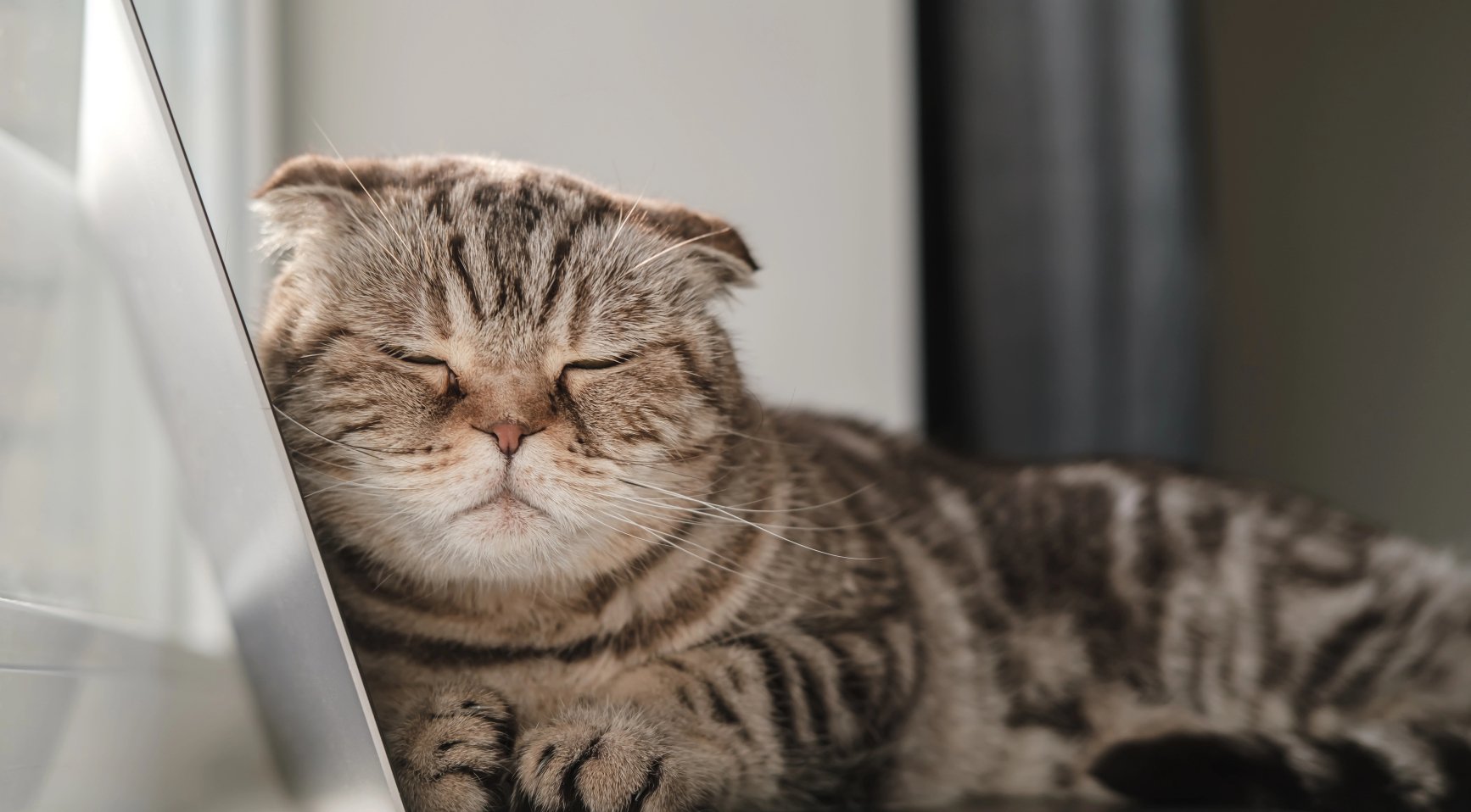 Nieuwe regels vanaf 1 januari: Stijging van het minimumloon, uitbreiding van woningtoeslag, bepaalde katten verboden