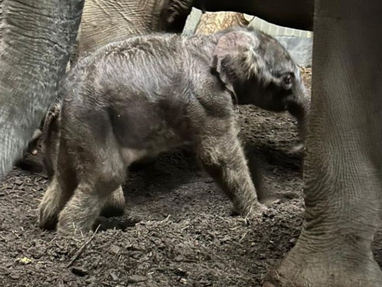 Olifantenbaby geboren in Artis, moeder en kalf maken het goed