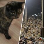 Poes Marley na vier dagen teruggevonden tussen oud papier in recyclagebedrijf Utrecht
