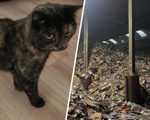 Poes Marley na vier dagen teruggevonden tussen oud papier in recyclagebedrijf Utrecht