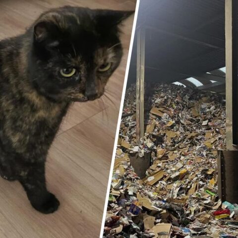Poes Marley na vier dagen teruggevonden tussen oud papier in recyclagebedrijf Utrecht