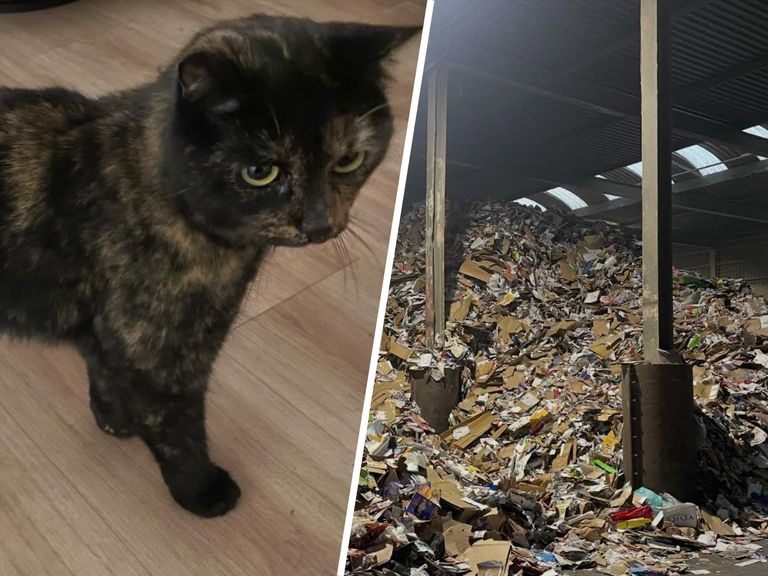 Poes Marley na vier dagen teruggevonden tussen oud papier in recyclagebedrijf Utrecht