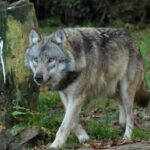 Politie ingrijpt tijdens protesten in Renswoude over geschoten wolf Bram