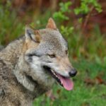 Rechtbank weigert Gelderland toestemming om wolf te doden die hardloper beet