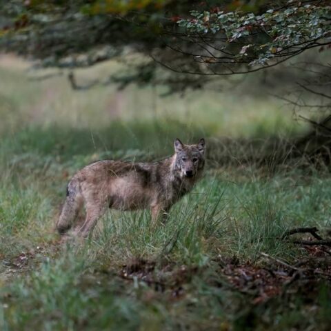 Rechter verbiedt Gelderland om wolf die hardloopster beet niet af te schieten