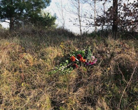 Rotterdams museum wil probleemwolf Bram tentoonstellen in 'Dode dieren met een verhaal'