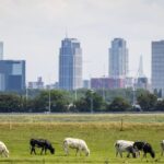 Tegenvaller voor kabinet: snelle invoer van nieuwe stikstofnorm uitgesteld