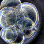 Tweede Kamer accepteert kweek van menselijke embryo's voor onderzoek