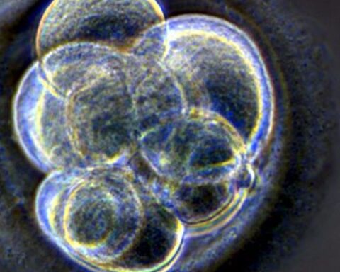 Tweede Kamer accepteert kweek van menselijke embryo's voor onderzoek