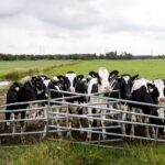 Versoepeling stikstofnorm uitgesteld tot onbepaalde datum