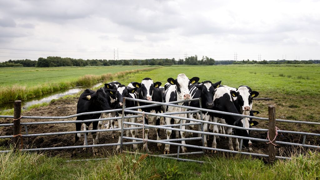 Versoepeling stikstofnorm uitgesteld tot onbepaalde datum