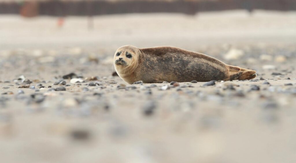 Video: Zeehondje gered na dwaalt op N15 bij Maasvlakte
