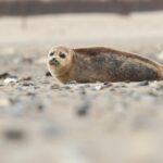 Video: Zeehondje gered na dwaalt op N15 bij Maasvlakte