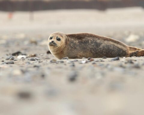 Video: Zeehondje gered na dwaalt op N15 bij Maasvlakte