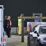 Vijfde uitbraak van vogelgriep in Ysselsteyn, 153.000 vleeskuikens geruimd